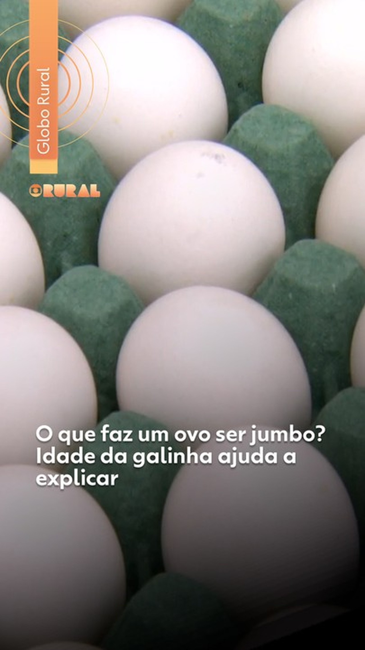Conhece o cará-do-ar? Veja curiosidades e dicas de cultivo