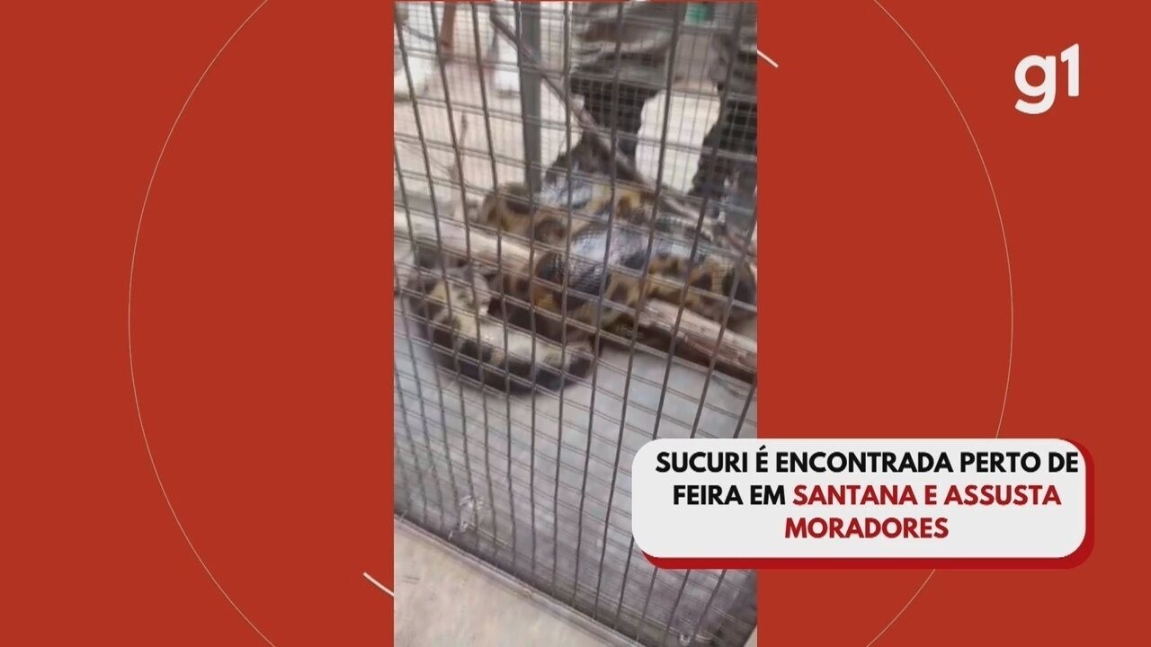 VÍDEO: Sucuri é encontrada perto de feira em Santana e assusta ...