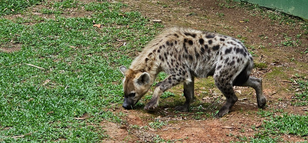 Zoo de SP recebe hienas-malhadas transferidas da África do Sul. — Foto: Reprodução/Zoológico de São Paulo