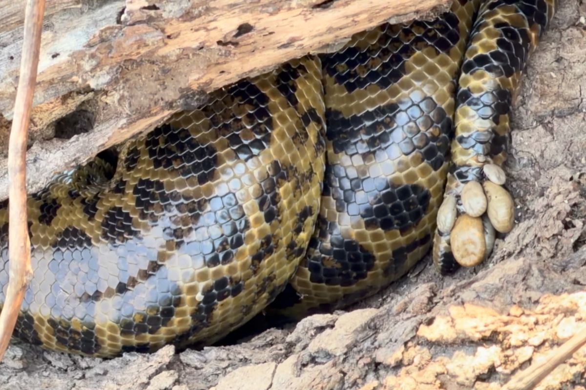 Biólogo explica por que sucuri-amarela que viralizou estava tomada por carrapatos