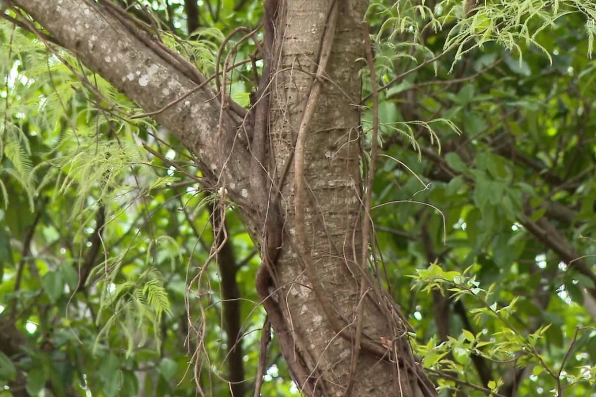 Você Não Tá Convidada pro Meu Bat Mitzvá!