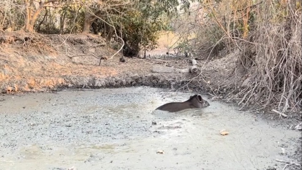 Anta atolada em lama no Pantanal — Foto: Grupo de Resposta a Animais em Desastres