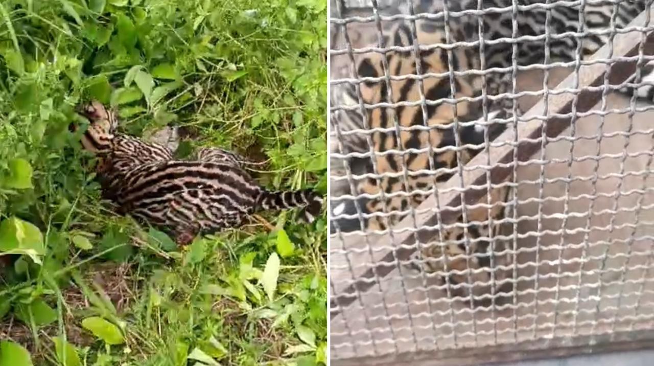 Jaguatirica atropelada na PA-370 é resgatada pela Polícia Militar e encaminhada para zoológico