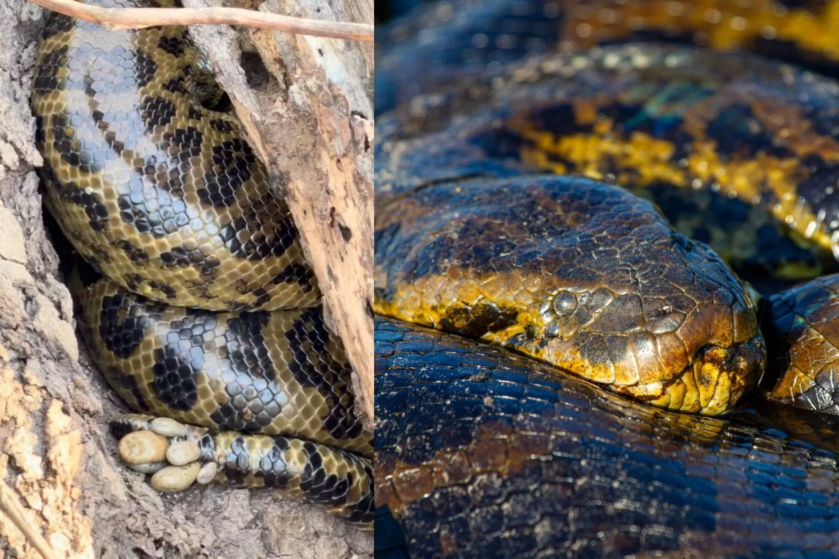 Sucuri-amarela infestada de carrapatos impressiona no Pantanal; biólogo explica