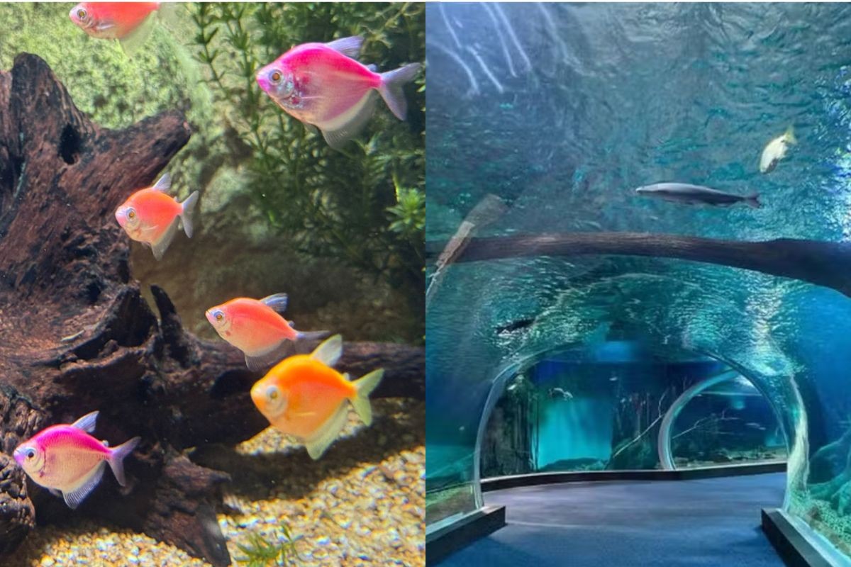 Peixes transgênicos fluorescentes do Pantanal passam a integrar o maior aquário de água doce do mundo