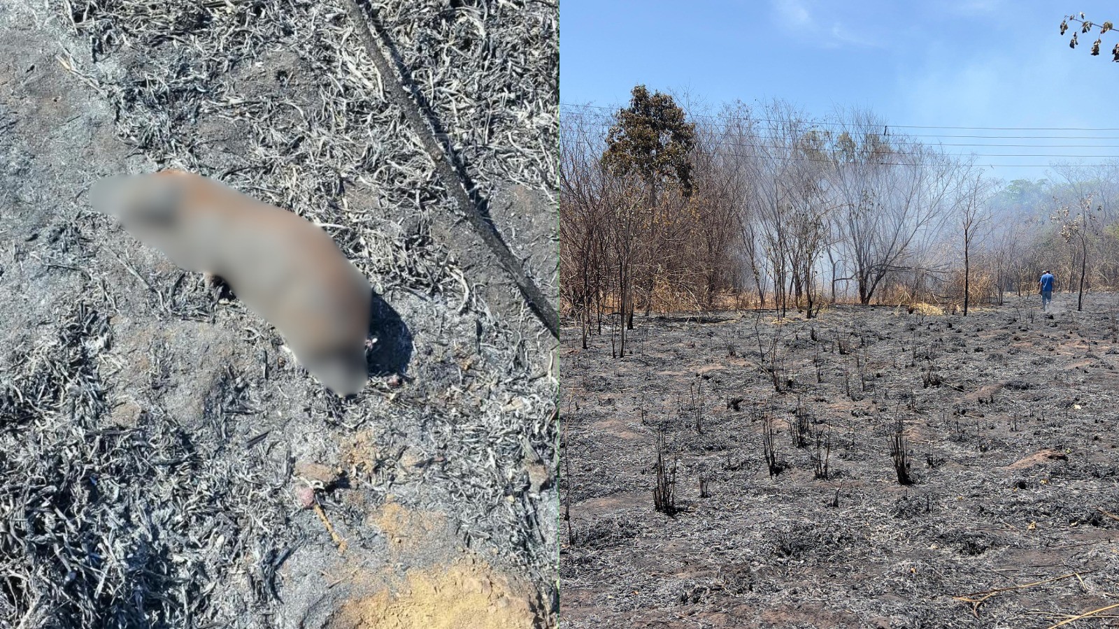 VÍDEO: Incêndio de grandes proporções atinge Embrapa Meio-Norte e Jardim Botânico em Teresina