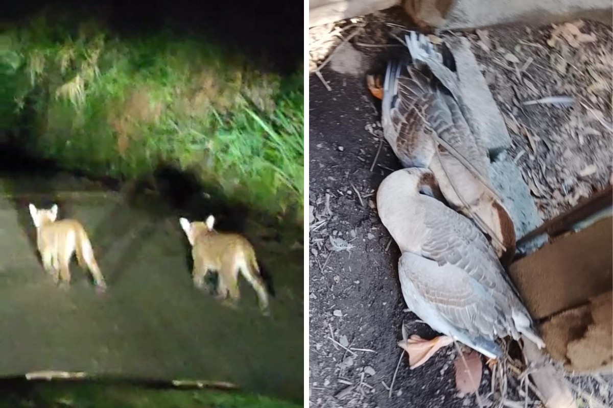 VÍDEO: câmera registra filhotes de onça-parda atacando patos em sítio de Amparo