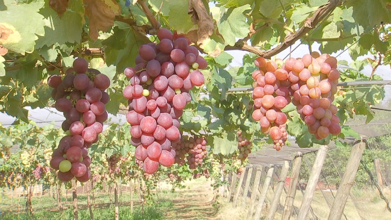 Safra de uva está no final na região de Jales