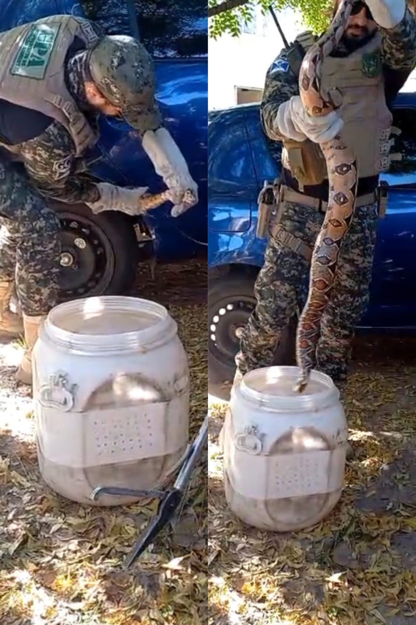 Vídeo: cobra é resgatada após ser achada enrolada em pneu de carro na Zona Norte de Teresina