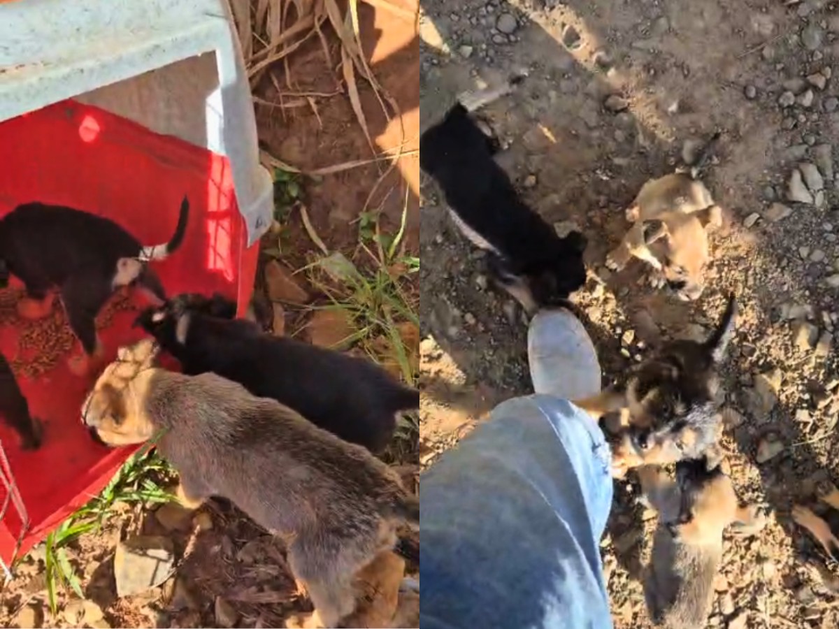 VÍDEO: veterinário resgata seis filhotes de cães abandonados em estrada no interior de SP