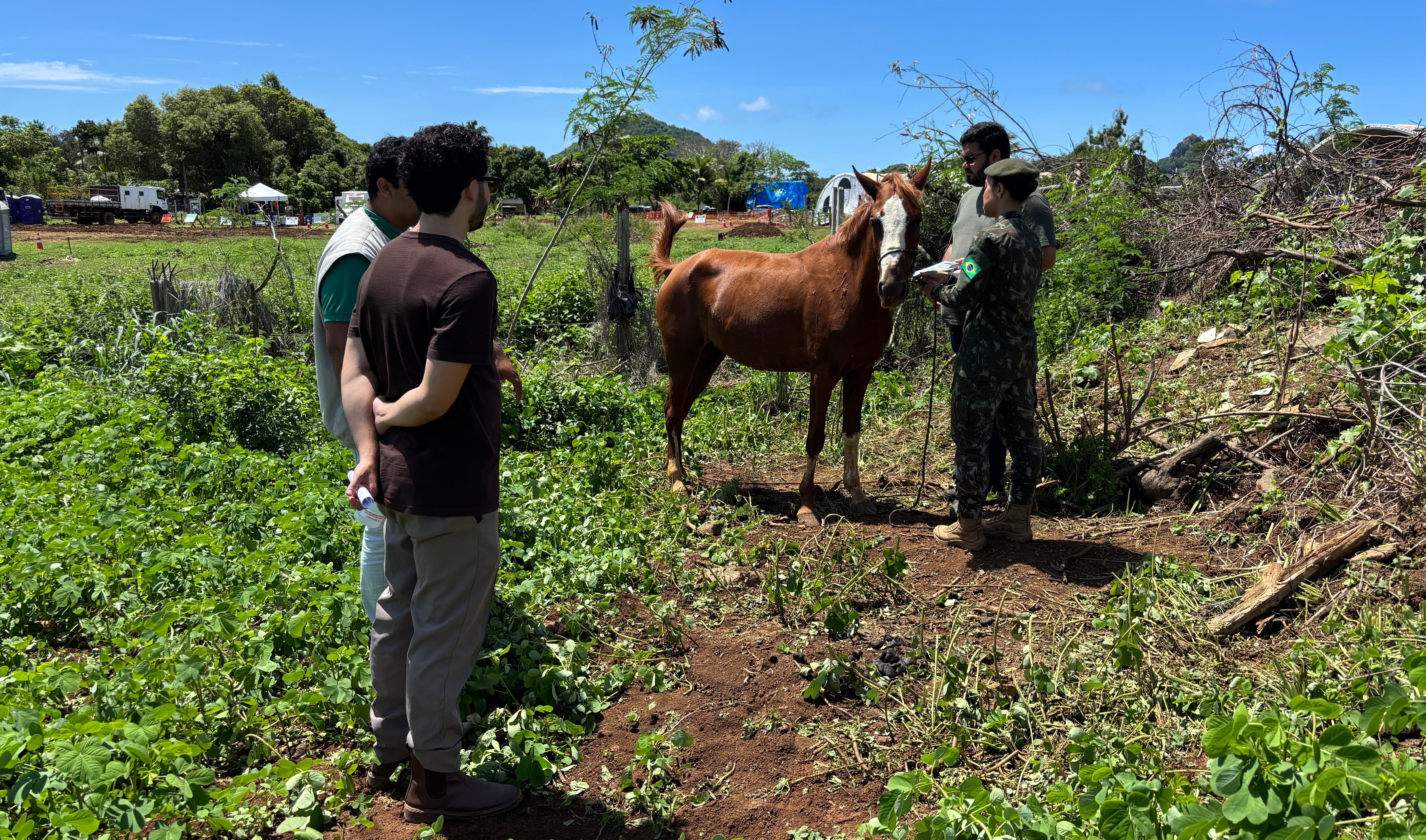 Exército ajuda na retirada de cavalos de Fernando de Noronha