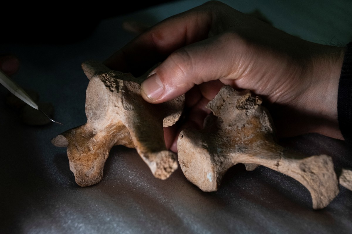 Animal bones suggest earlier-than-expected human presence in South America | Science