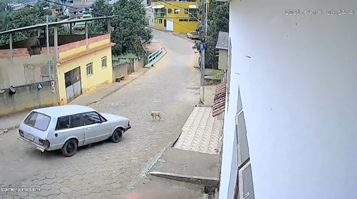 Motorista atropela cão em cidade de MG e é preso; pena pode chegar a 5 anos
