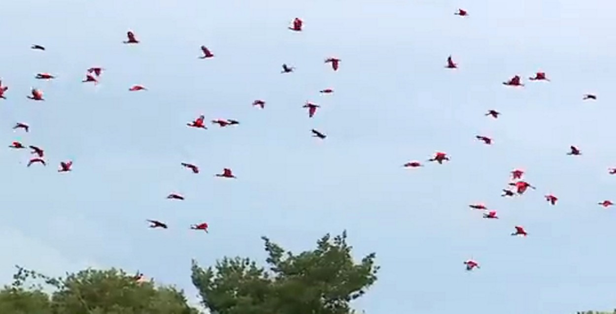 Homem é autuado pelo ICMBio por crime ambiental após provocar revoada de guarás em área protegida no MA