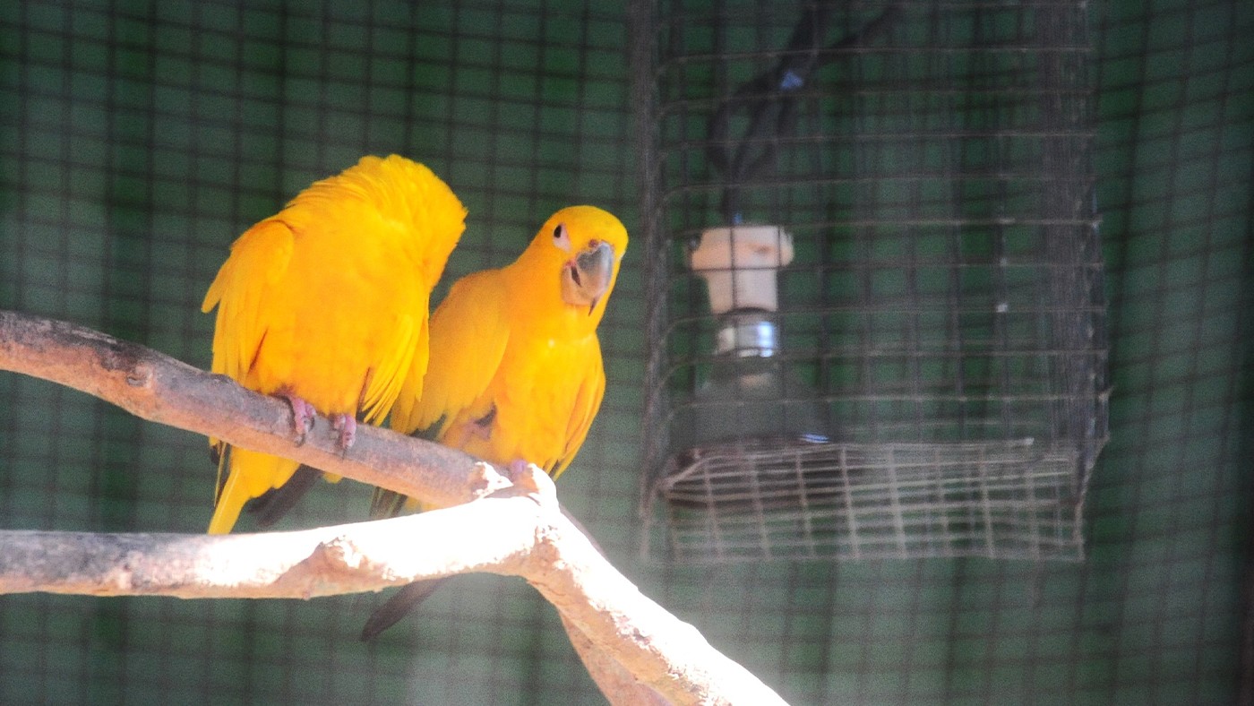 Reforçando os cuidados com animais durante o inverno em Foz do Iguaçu