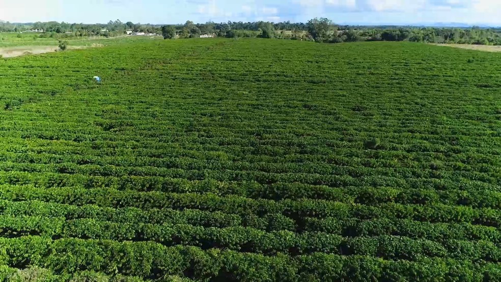 Gargalo logístico impede a saída de cerca de 800 mil sacas de café do Espírito Santo. — Foto: TV Gazeta