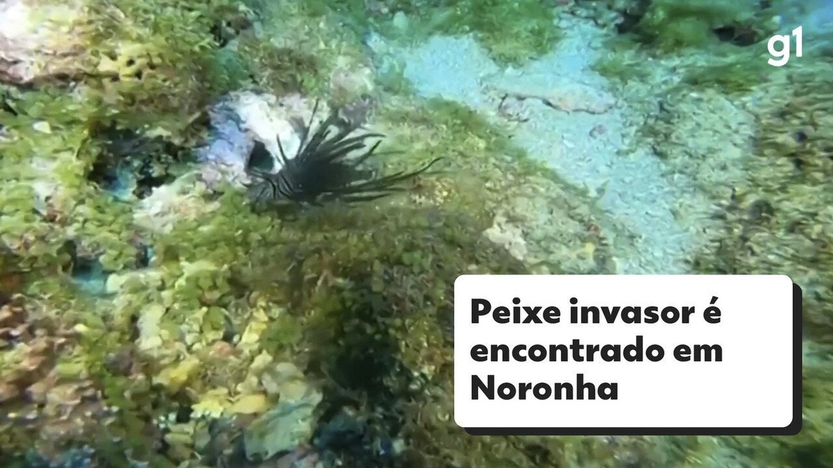 Operação especial captura 122 peixes-leão em Fernando de Noronha durante um  mês, Viver Noronha