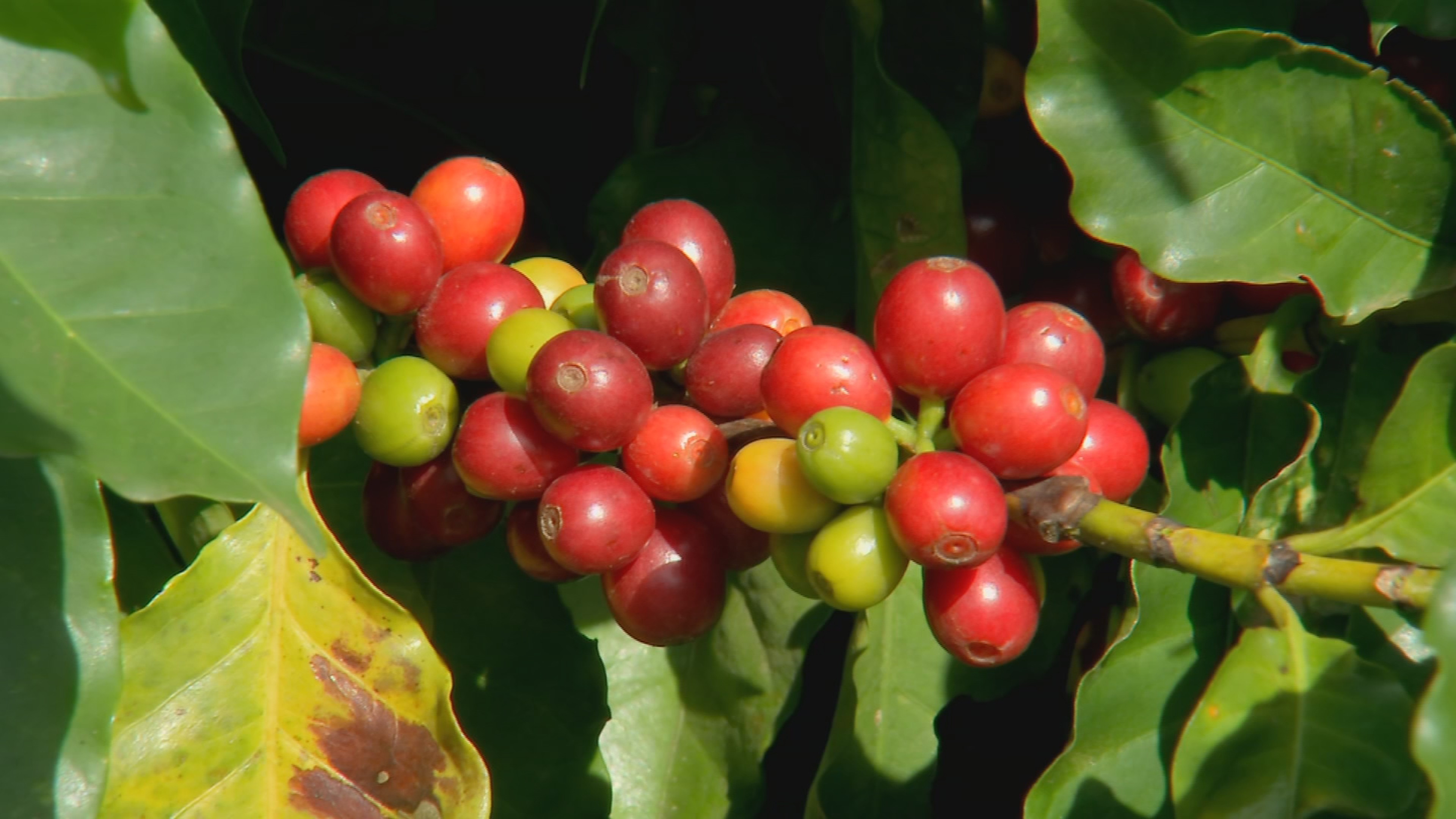 Cafeicultores apostam em cafés especiais