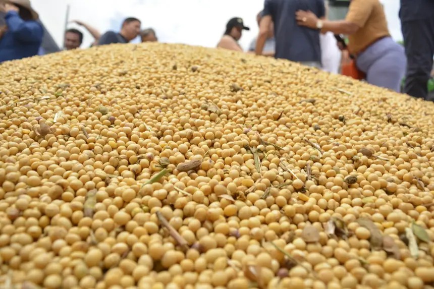 Produção de arroz e feijão recua, mas safra da soja cresce quase 30% no Amapá, segundo IBGE