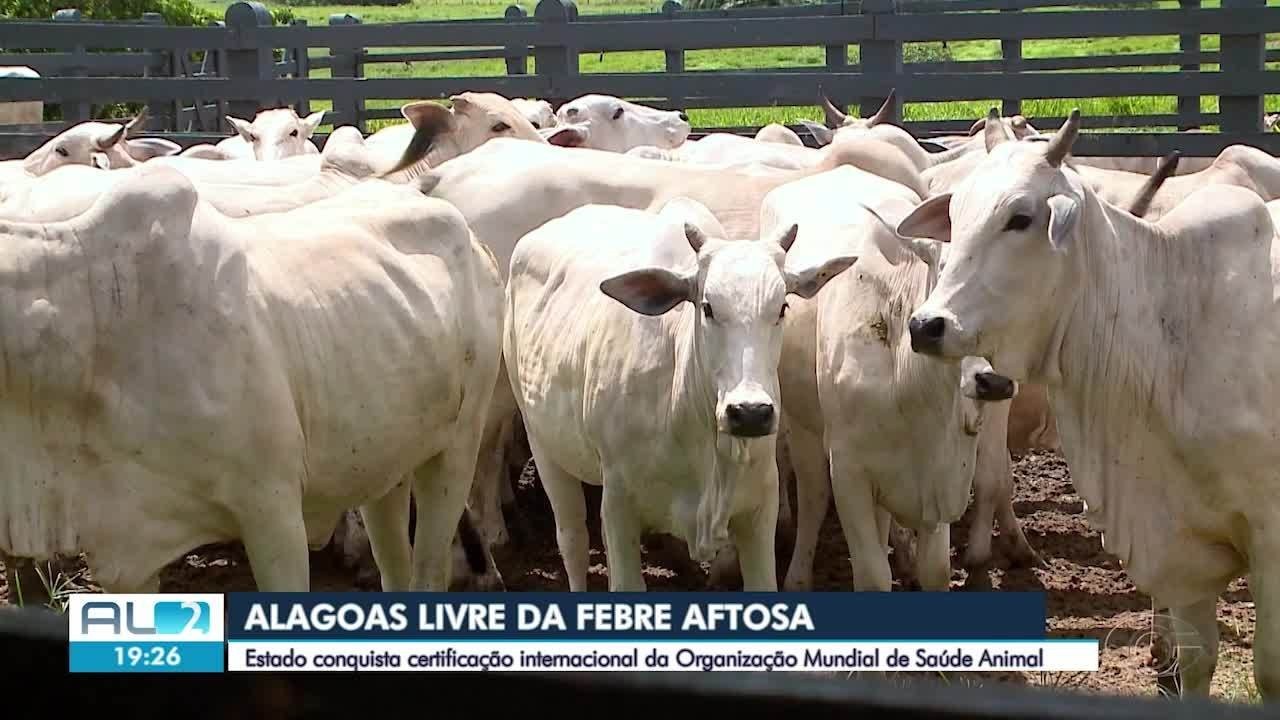 Estado de AL é reconhecido como livre de febre aftosa sem vacinação; título pode abrir portas para mercado internacional 
