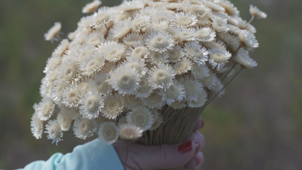 Ramos de flores sempre-viva — Foto: Reprodução/TV Globo