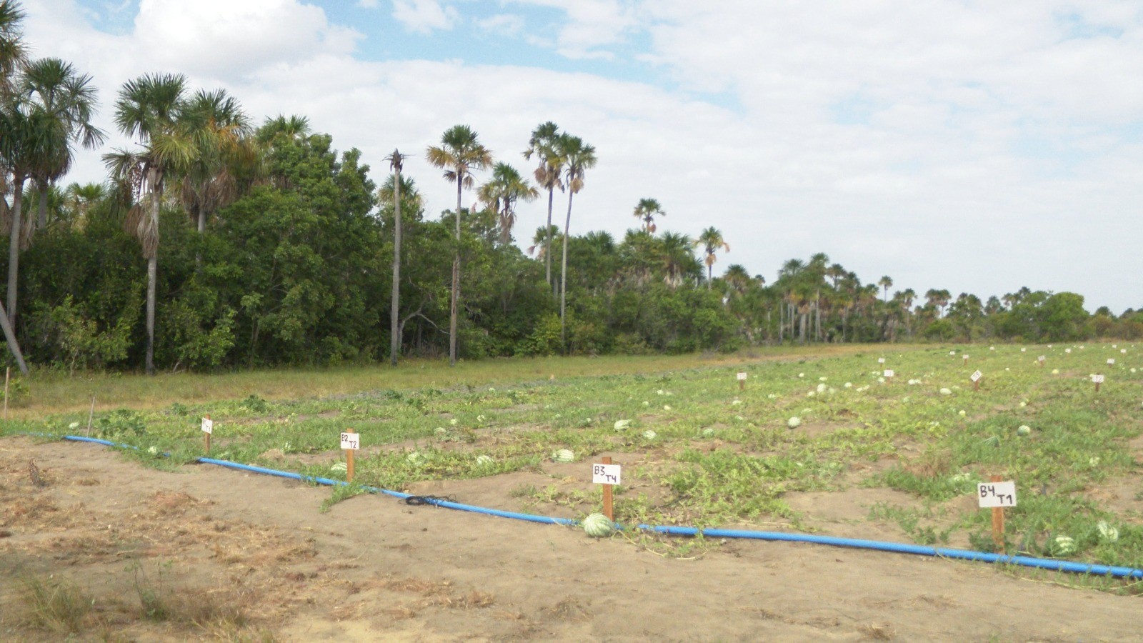 Pesquisa com biocarvão impulsiona cultivo de melancia em comunidade indígena de Roraima