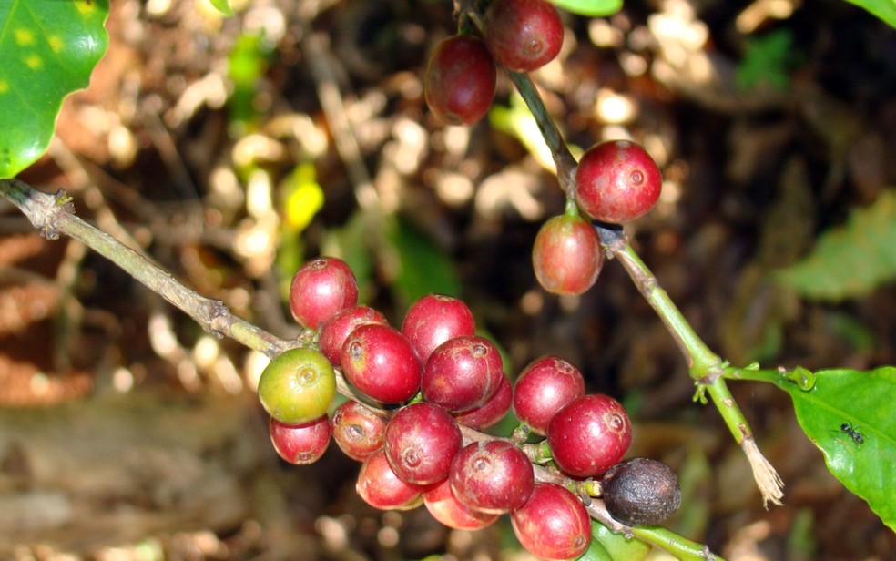 Café tipo robusta — Foto: Arquivo Pessoal