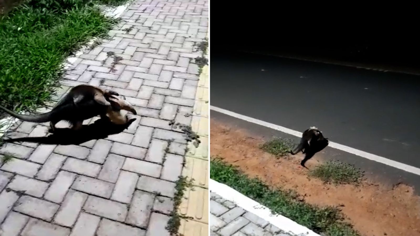 VÍDEO: Filhote de tamanduá é flagrado atravessando rodovia nas costas da mãe no Piauí 