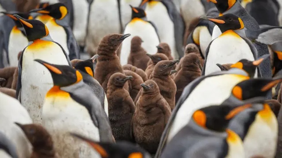 Os pinguins são um exemplo conhecido de pais que cuidam de seus filhotes. — Foto: GETTY IMAGES via BBC
