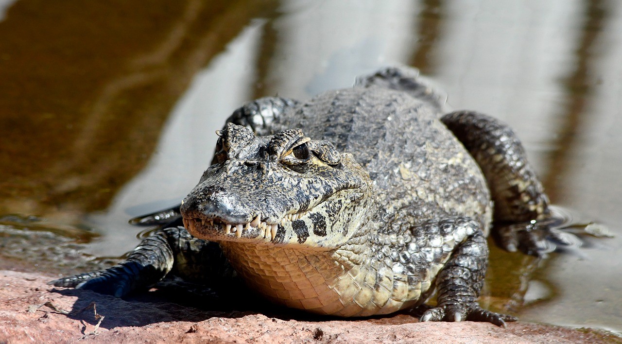 Tragédia no Bioparque: Irmãos jacarés morrem por doença genética