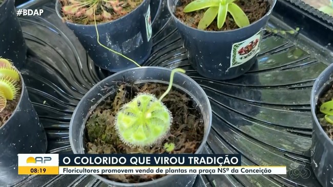 Floriculturas promovem venda de plantas na praça Nossa Senhora da Conceição
