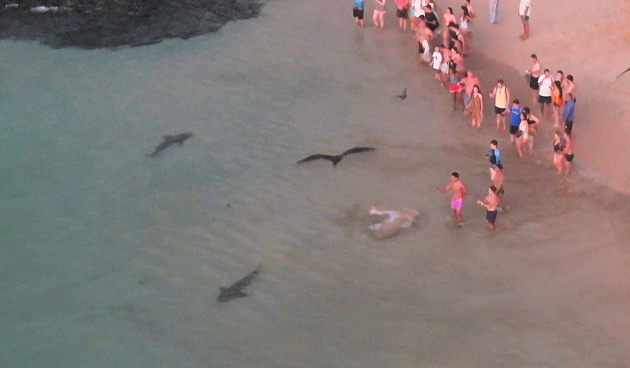 Pesquisadores alertam banhistas para evitar incidentes com tubarões em Fernando de Noronha