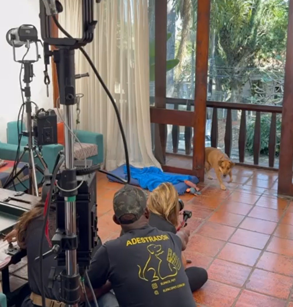 'Patinhas do Destino': cães e gatos estrelam 1ª novela pet do Brasil inspirada no universo das telenovelas 