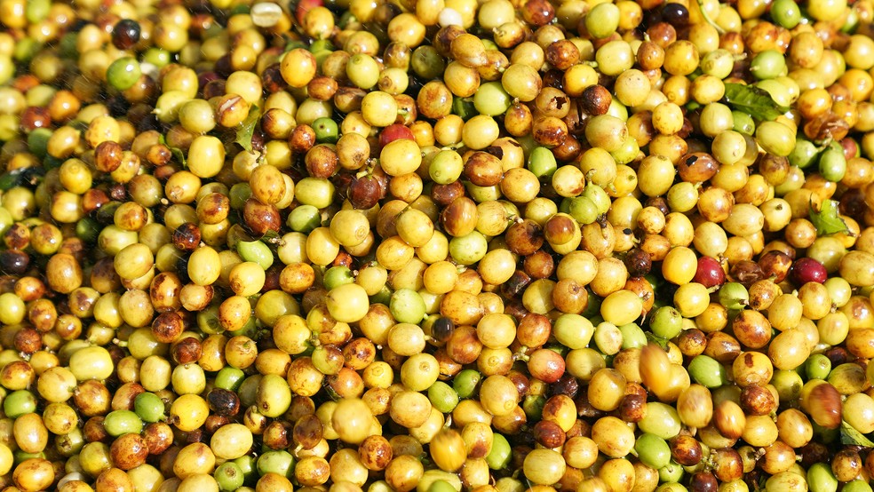 Frutos de café arábica da variedade Bourbon — Foto: Marcos Serra Lima