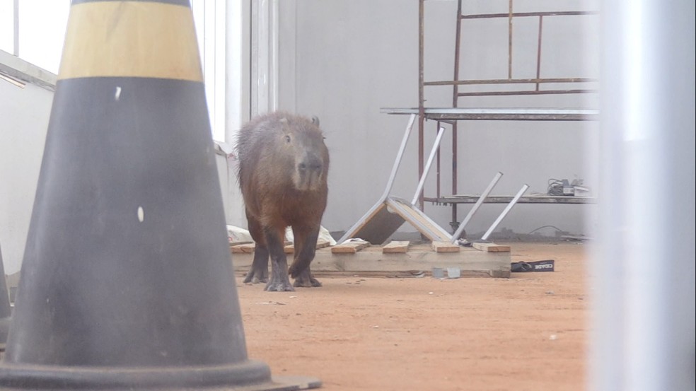 capivara comunist