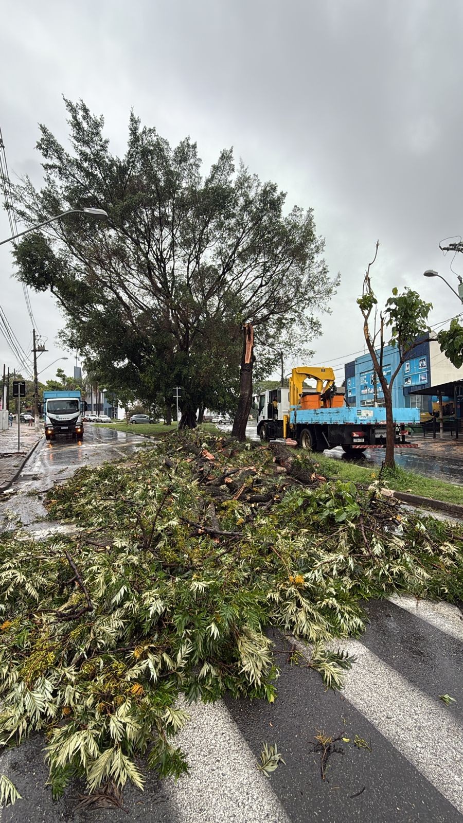 Campinas tem maior acumulado de chuva do estado em 24h, e prefeitura registra queda de árvore