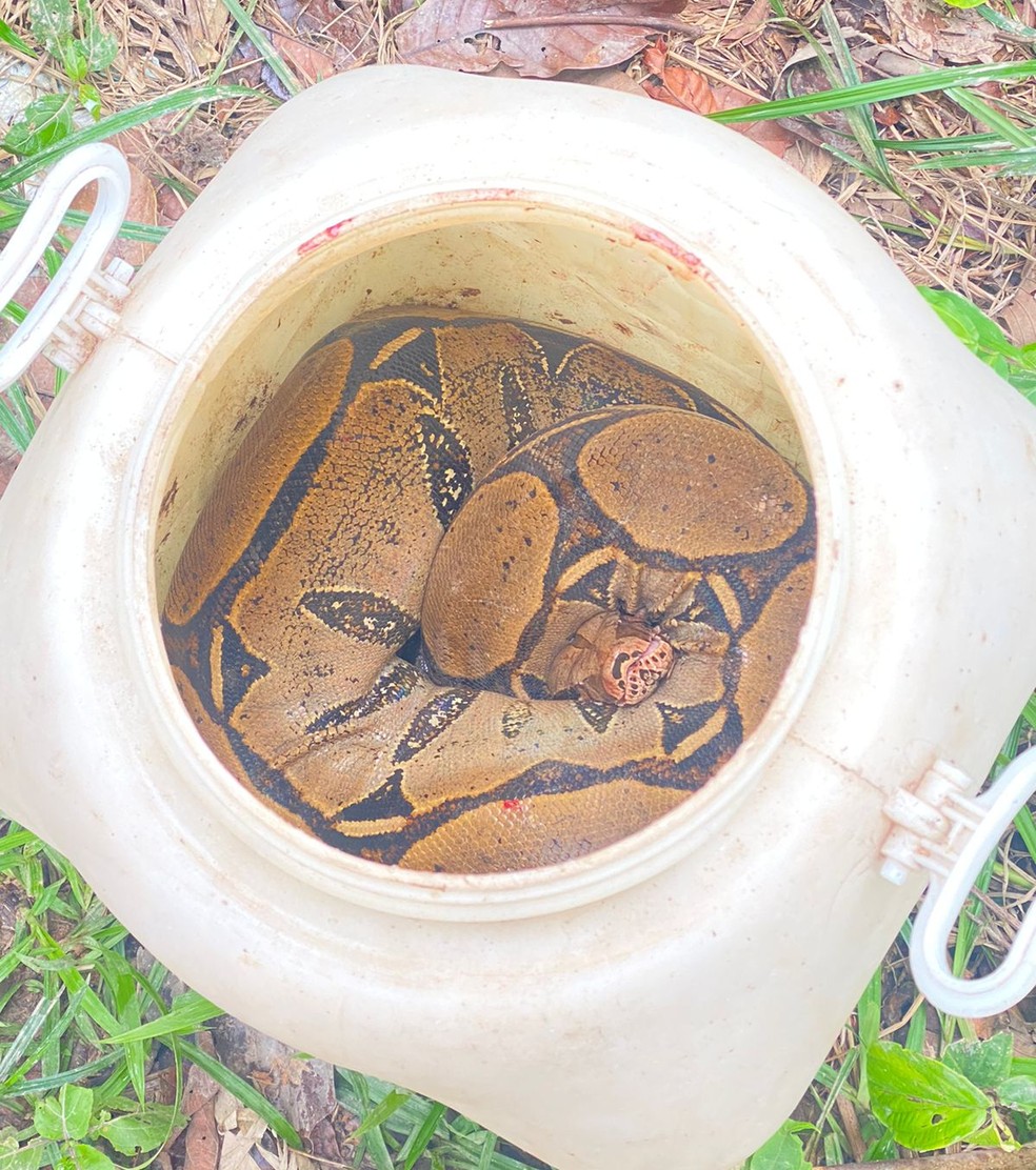 Cobra comeu um gato antes de ser capturada em Feijó — Foto: Arquivo/Corpo de Bombeiros do Acre