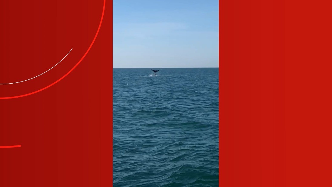 Tripulante de iate de luxo flagra baleia-jubarte no mar de Balneário Camboriú; conheça a espécie
