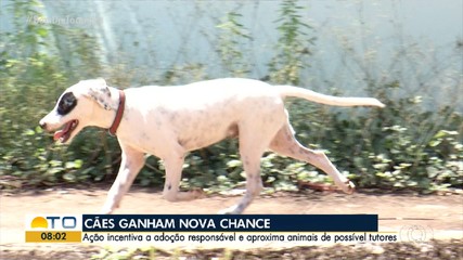Cães adultos disponíveis para adoção são expostos na Praça dos Girassóis, em Palmas