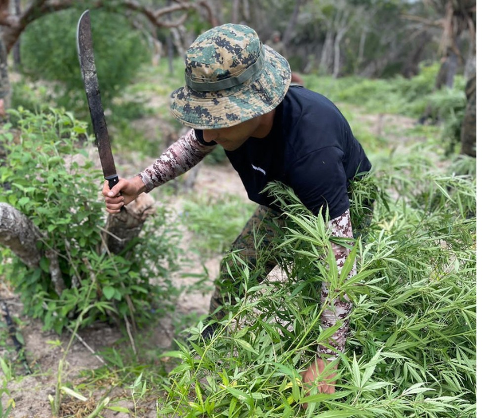 Droga foi encontrada em uma fazenda localizada no município de Monte Santo. — Foto: Divulgação/SSP-BA