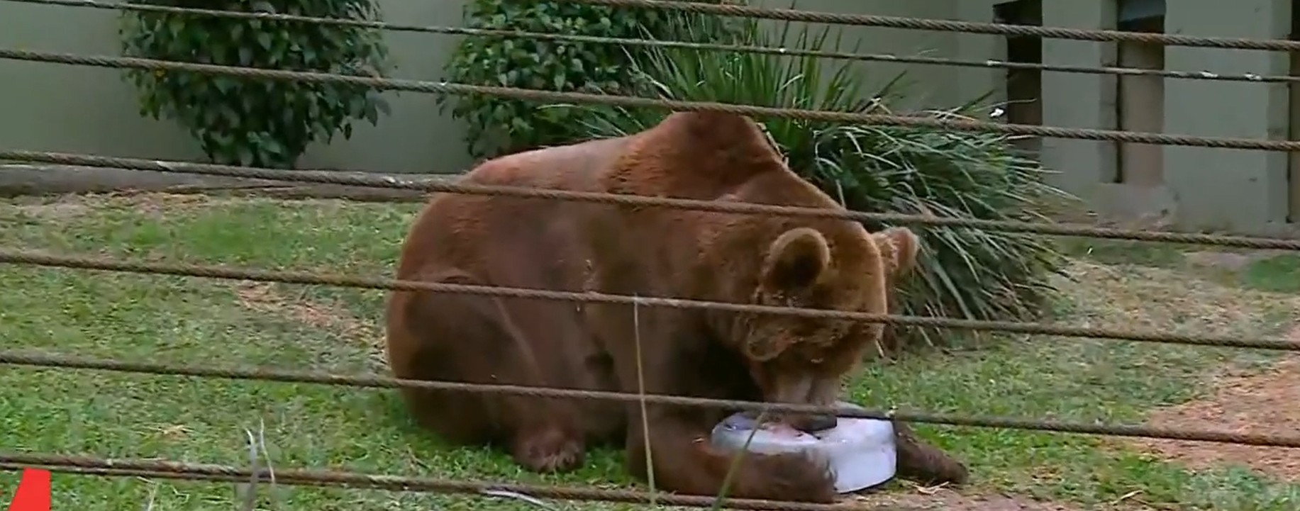 Picolé de sardinha e banho de mangueira: zoológico de SC cria estratégias para amenizar calor para os animais