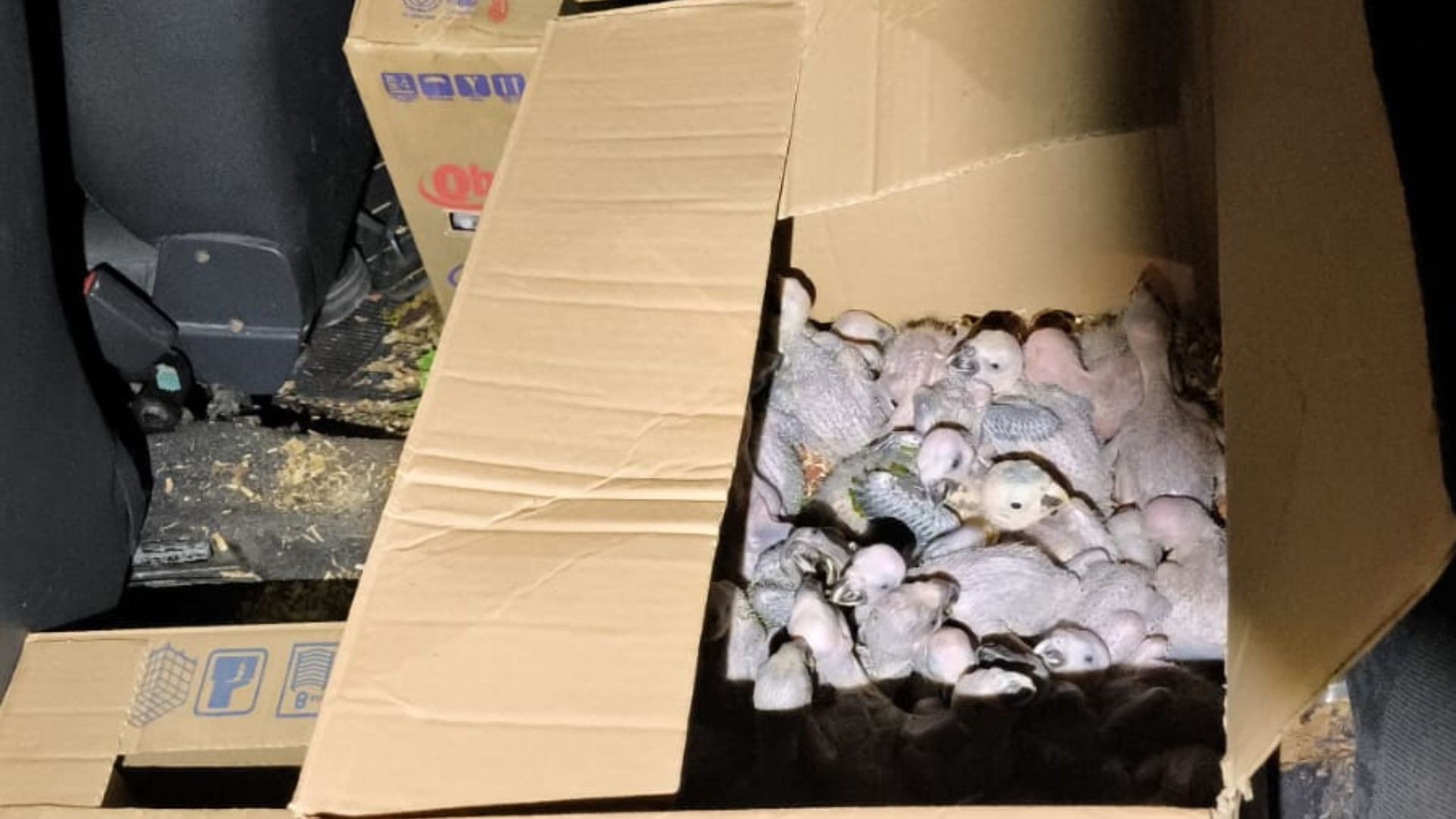 VÍDEO: Mais de 120 filhotes de araras-canindé e papagaios são resgatados em caixas de papelão em MG