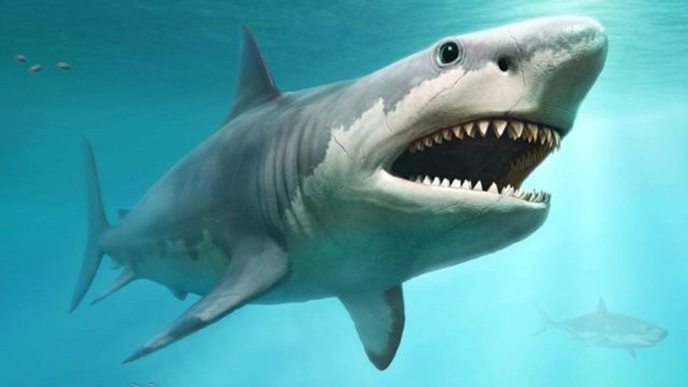 A razão por trás do misterioso desaparecimento do megalodonte, o maior  tubarão que já existiu, Ciência