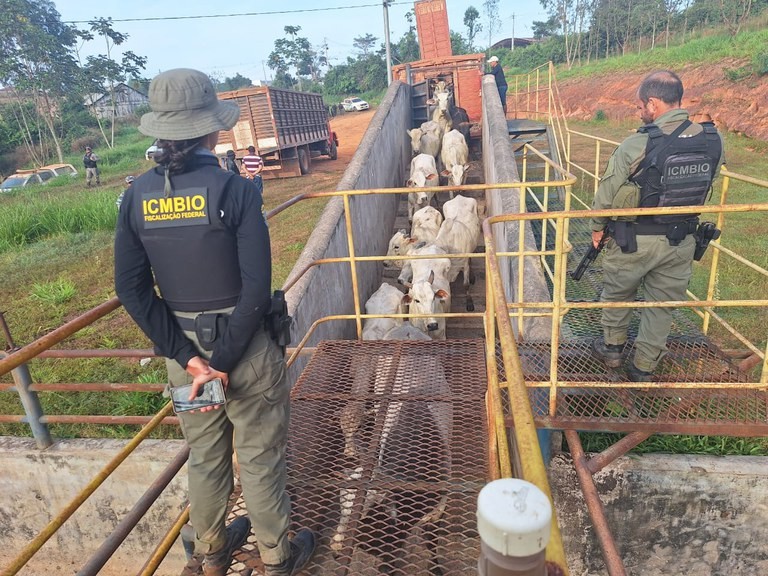 Suçuarana: três são presos após tentarem atacar agentes do ICMBio em operação contra pecuária irregular