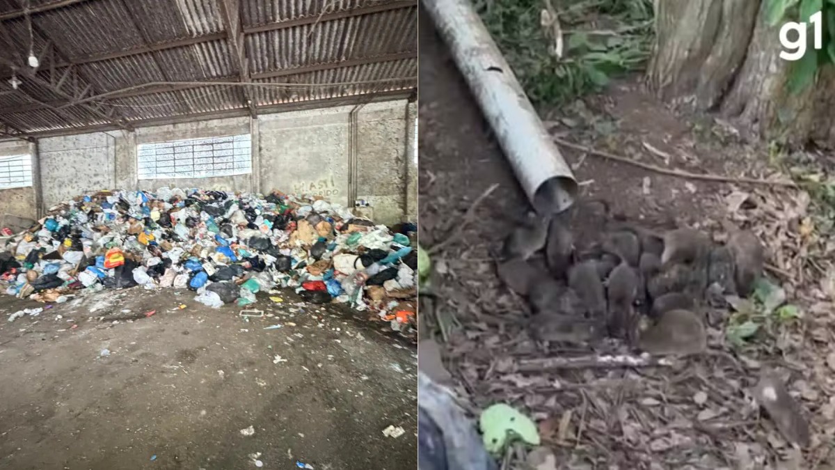 Duas reciclagens são interditadas por prefeitura em meio a infestação de ratos na Serra Gaúcha; veja VÍDEO