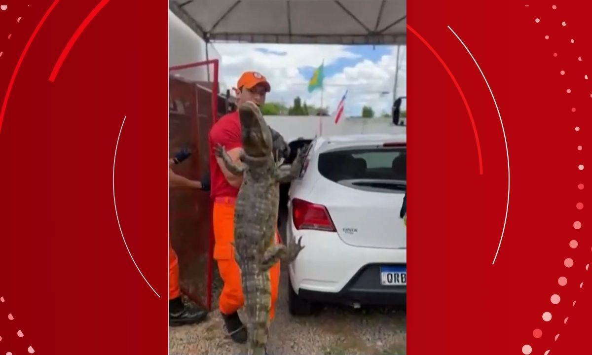 Jacaré é resgatado após invadir casa de morador de cidade da Bahia
