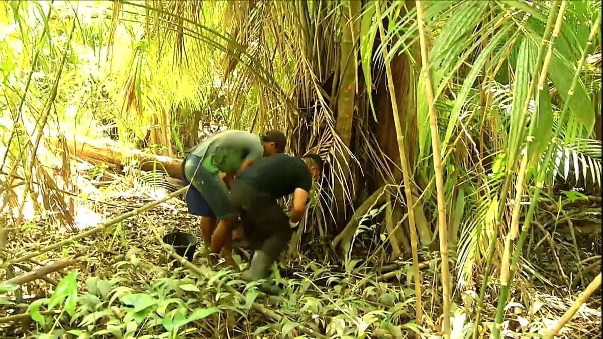 Globo Rural  Coleta de murumuru transforma a vida de agricultores