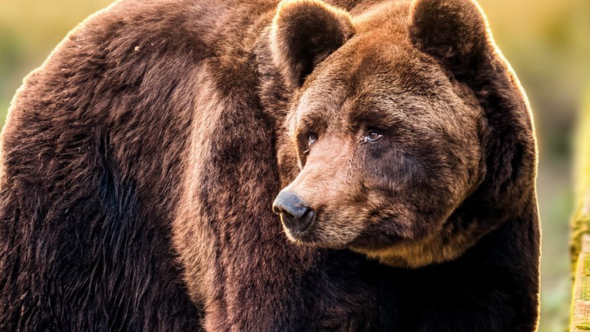 Urso-pardo Charles, resgatado de circo por maus-tratos, morre após 17 anos de cuidados no RS