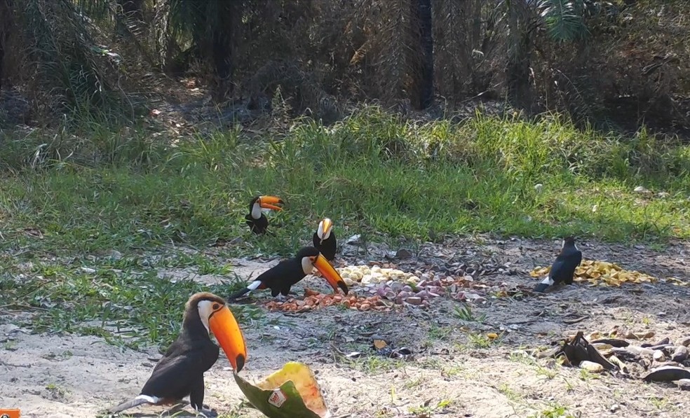 Animais se alimentando em estÃ¢ncia. â Foto: OnÃ§afari/ReproduÃ§Ã£o