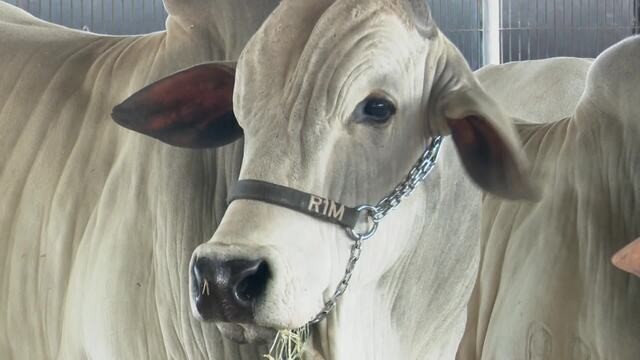 Paraná começa revisão do cadastro rural de rebanho; produtores que não atualizarem dados podem ser multados